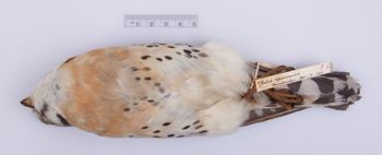 Media type: image;   Ornithology 225227
